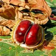 ＊marron＊の画像