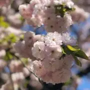AN♡