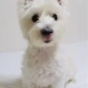 あいの画像