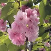 btsyitの画像