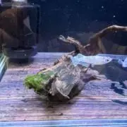 にゃるこの画像