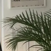 Ameの画像