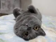 でぃんの画像