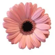 花子の画像