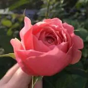 ゆんゆん