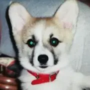 TOMOの画像