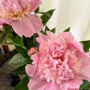 padomeの画像