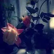 kooの画像