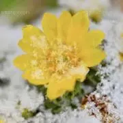 ゆぅの画像