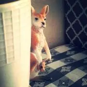 ワラビの画像
