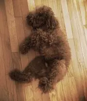 hiro