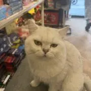 のび太の画像