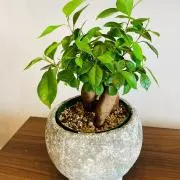 Mee Kona
