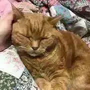 ボリスの画像