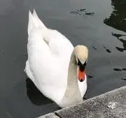 eddyの画像