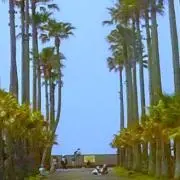 あみの画像