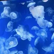 もんちゃんの画像