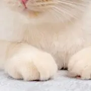 mmの画像