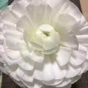リクの画像