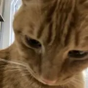 のもと