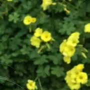 まにゃんの画像