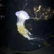 香取の画像