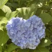 shioriの画像