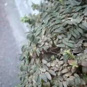 9898の画像
