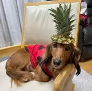 chomaの画像