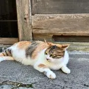 Asayaの画像
