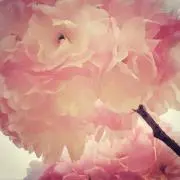 Tamaの画像