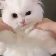 あむの画像