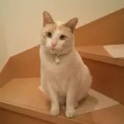 うんたママ
