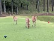 OCEAN DEER