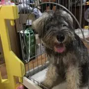 としぼー