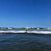 ヒイラギの画像