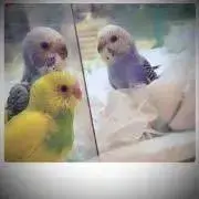 kaaの画像