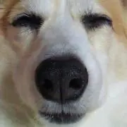 なおぷぅ