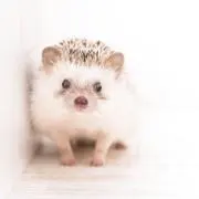 かなこの画像