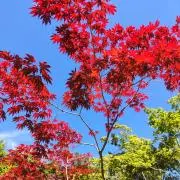 (^^)の画像