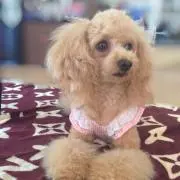 ▸▸▸ Sachi♡*¨̮