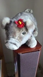 ☪︎ がじゅまる 。˚✩
