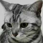 とよぴー