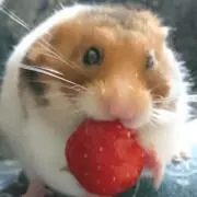 いっちゃん