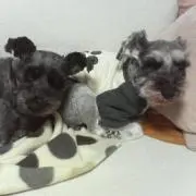 シバヤン