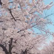 sa