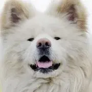 ワサオの画像