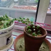 プーアル茶の画像