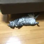 ちゃちゃ