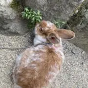 みさきの画像